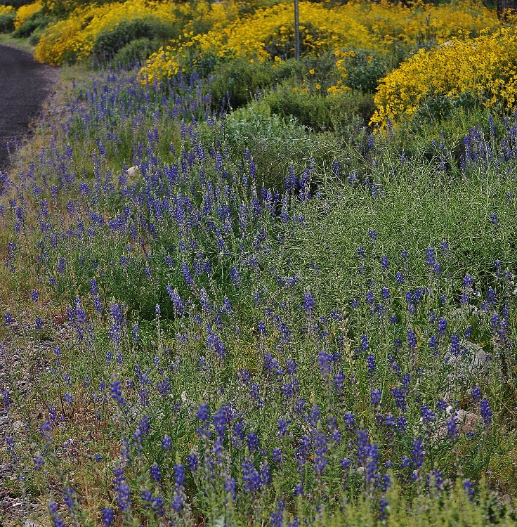 hills with brittlebush